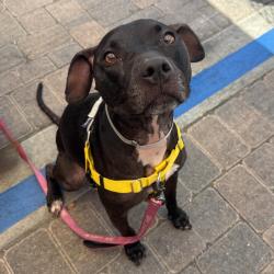 Shelter Stray Female Dog last seen , 361 S Raymond Ave, Pasadena, CA 91105, USA
