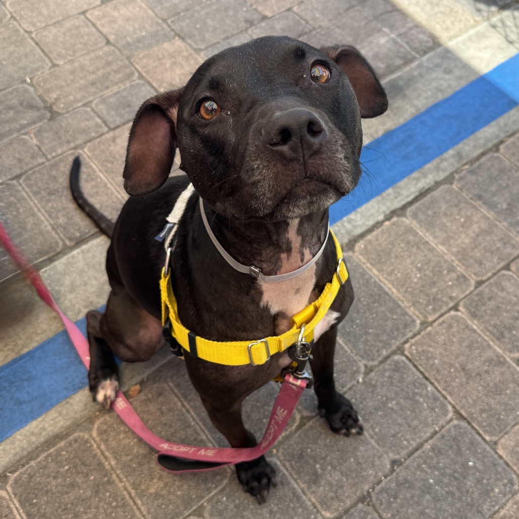 Shelter Stray Female Dog last seen , 361 S Raymond Ave, Pasadena, CA 91105, USA