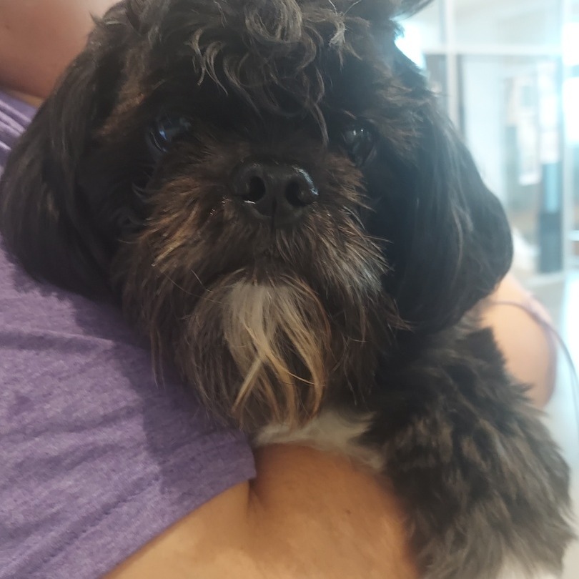 Shelter Stray Male Dog last seen , 21800 Central Ave, Matteson, IL 60443, USA