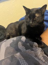 Reunited Male Cat last seen Lemmontree Ln, Plano, TX 75074, USA, Plano, TX 75074