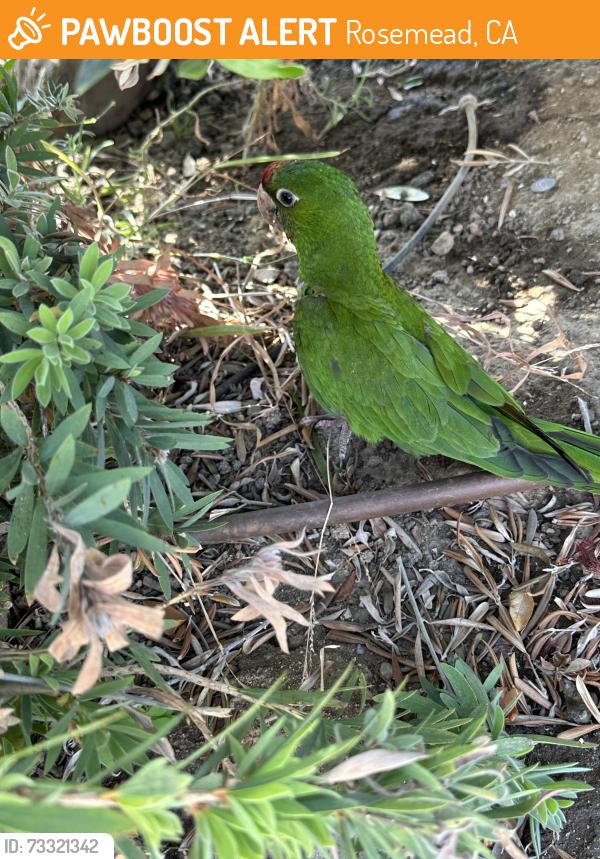 Found/Stray Unknown Bird last seen Walnut Grove Ave by Moncha Cafe, Rosemead, CA 91770