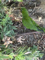 Found/Stray Unknown Bird last seen Walnut Grove Ave by Moncha Cafe, Rosemead, CA 91770