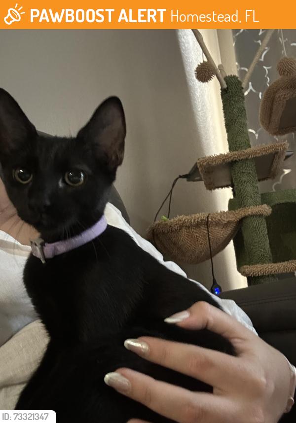 Found/Stray Unknown Cat last seen hmstd, Homestead, FL 33030
