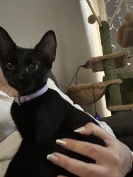Found/Stray Unknown Cat last seen hmstd, Homestead, FL 33030