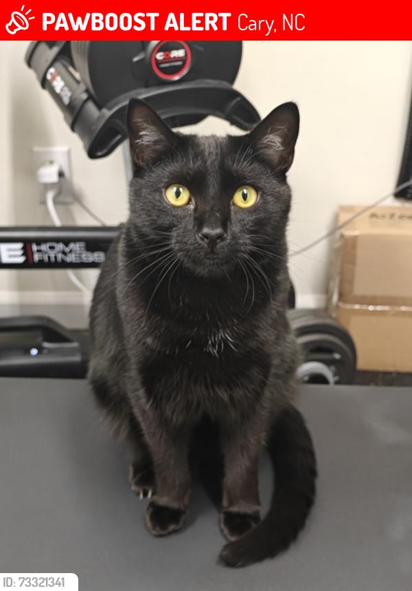 Lost Male Cat last seen Ivy Ln. and Lane Dr., Cary, NC 27511