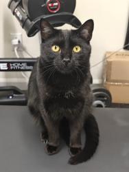 Lost Male Cat last seen Ivy Ln. and Lane Dr., Cary, NC 27511