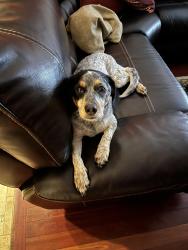 Reunited Female Dog last seen Ohio street/ maple ave, Lisle, IL 60532