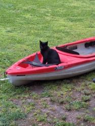 Lost Male Cat last seen Highway 303, Hindsville, AR 72738