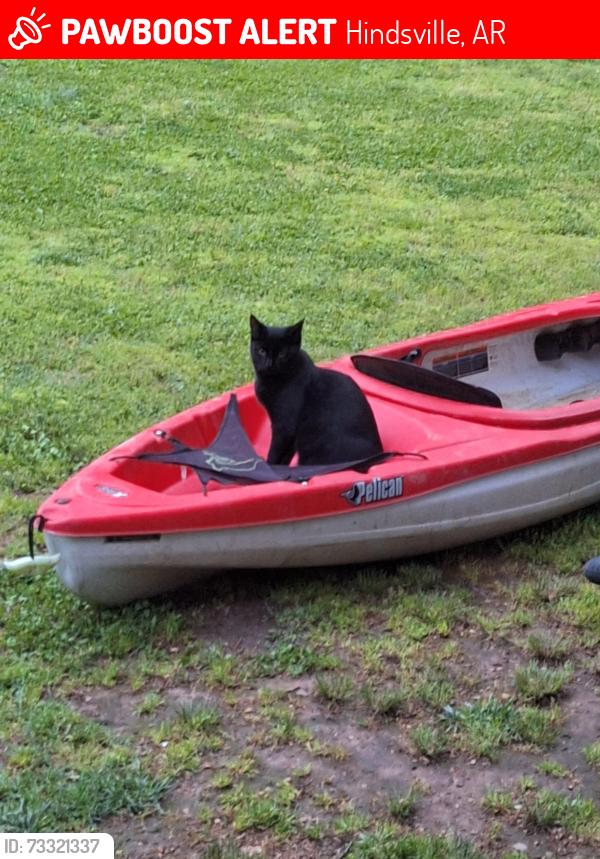 Lost Male Cat last seen Highway 303, Hindsville, AR 72738