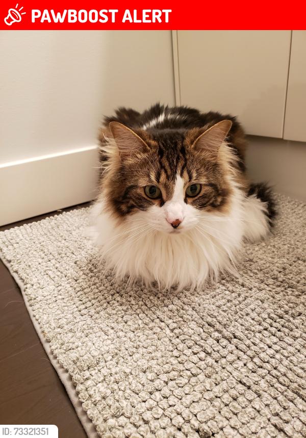 Lost Male Cat last seen Campbell road and salmon River road, Salmon Arm, BC V1E 3H3