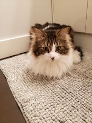 Lost Male Cat last seen Campbell road and salmon River road, Salmon Arm, BC V1E 3H3