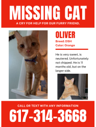 Reunited Male Cat last seen dolphin avenue, Winthrop, MA 02152