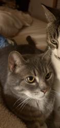 Reunited Female Cat last seen Glenwood Rd, DeLand, FL 32720