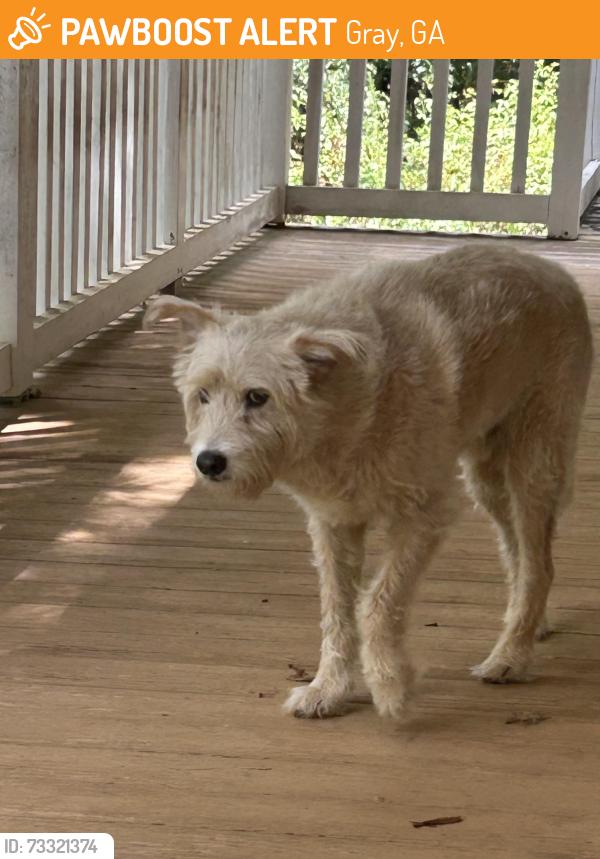 Found/Stray Unknown Dog last seen Curtis James Rd, Gray, GA 31032