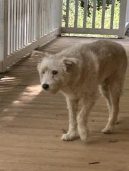 Found/Stray Unknown Dog last seen Curtis James Rd, Gray, GA 31032