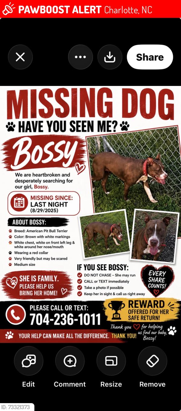 Lost Female Dog last seen Justice Ave /Druidhills area, Charlotte, NC 28206