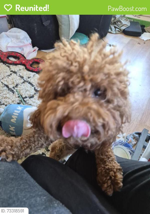 Reunited Female Dog last seen MLK Blvd and 14th avenue in Oak Park 95820 headed north, Sacramento, CA 95820