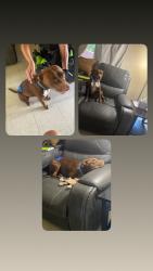 Lost Female Dog last seen Mulberry Avenue and Calle Sosa, Las Cruces, NM 88001