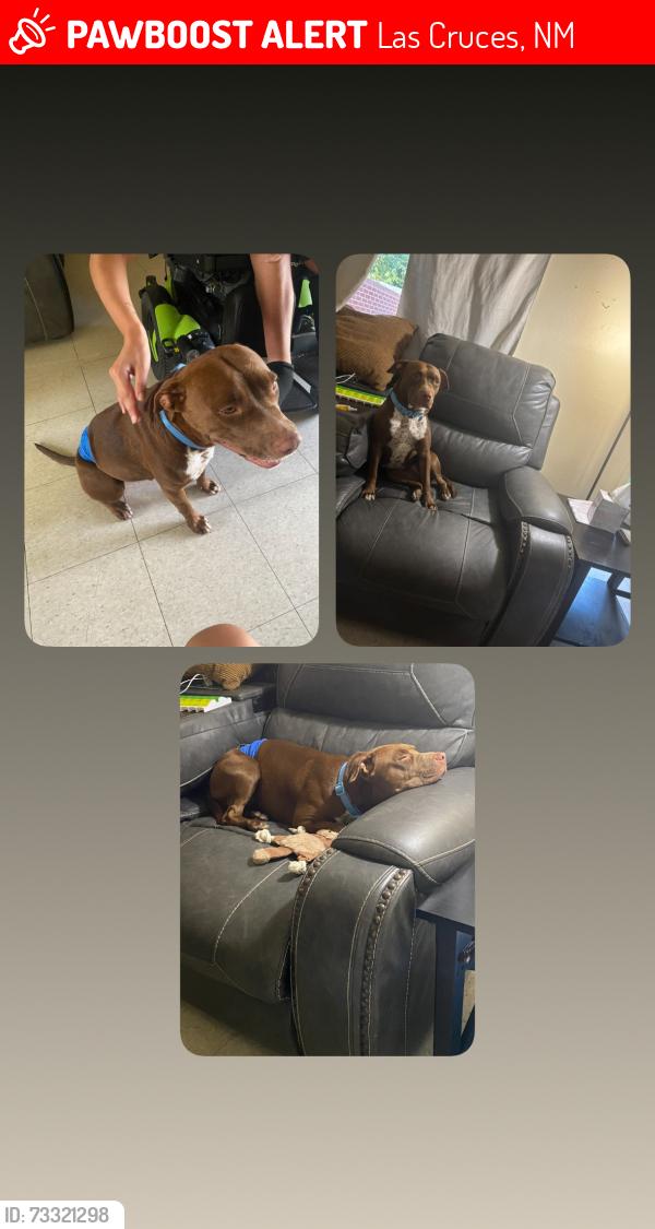 Lost Female Dog last seen Mulberry Avenue and Calle Sosa, Las Cruces, NM 88001