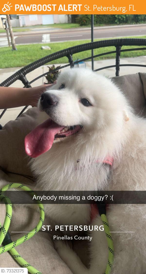 Found/Stray Male Dog last seen 54th Ave & 49th St, St. Petersburg, FL 33714