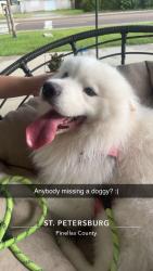 Found/Stray Male Dog last seen 54th Ave & 49th St, St. Petersburg, FL 33714