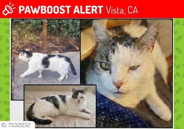 Lost Male Cat last seen Near Alta Calle, Vista, CA 92084