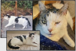 Lost Male Cat last seen Near Alta Calle, Vista, CA 92084