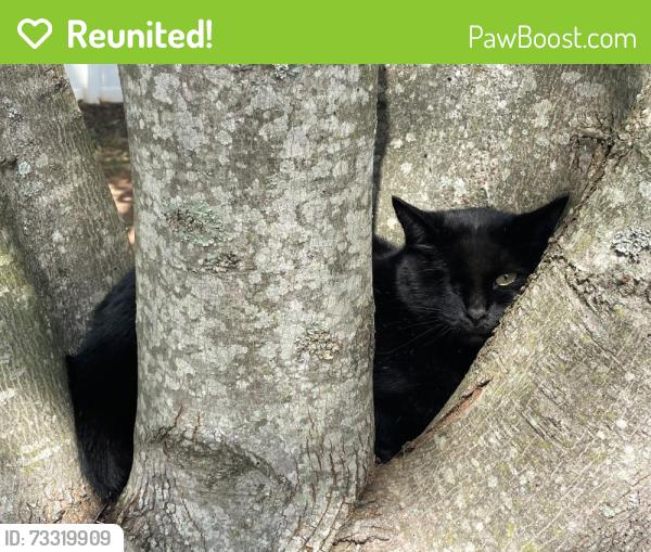 Reunited Unknown Cat last seen Ardmore Rd. & Old Salisbury, Winston-Salem, NC 27127
