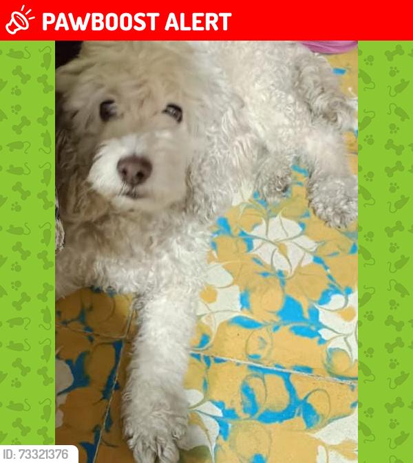 Lost Female Dog last seen Plaza, Heroica Puebla de Zaragoza, Pue. 72570