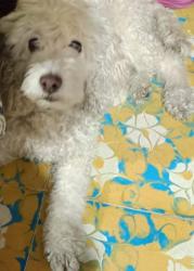 Lost Female Dog last seen Plaza, Heroica Puebla de Zaragoza, Pue. 72570