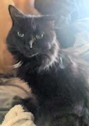 Lost Male Cat last seen Sleep inn, Beaver, WV 25813