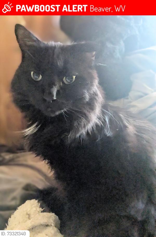 Lost Male Cat last seen Sleep inn, Beaver, WV 25813