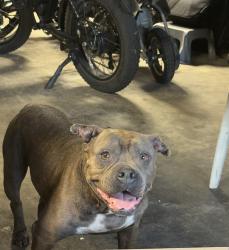 Found/Stray Female Dog last seen 3rd court Chuluota, Chuluota, FL 32766