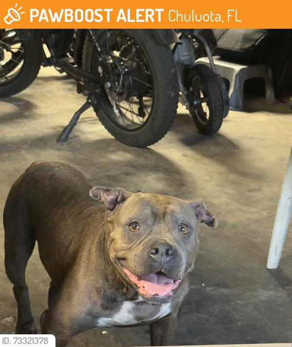 Found/Stray Female Dog last seen 3rd court Chuluota, Chuluota, FL 32766