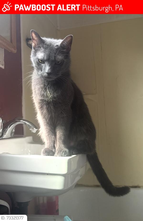 Lost Male Cat last seen Near Brighton road Pittsburgh Pa 15212, Pittsburgh, PA 15212