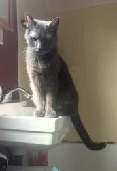 Lost Male Cat last seen Near Brighton road Pittsburgh Pa 15212, Pittsburgh, PA 15212