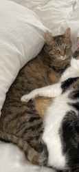 Reunited Female Cat last seen Ruth, Pleasant Hill, CA 94523