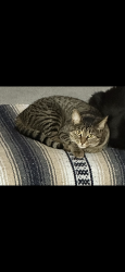 Lost Female Cat last seen Cicero & 87th Avenue, Hometown, IL 60456