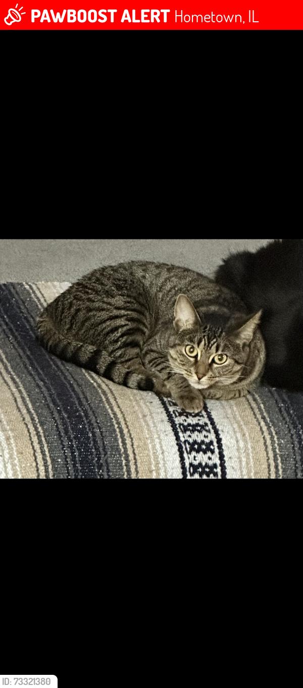 Lost Female Cat last seen Cicero & 87th Avenue, Hometown, IL 60456