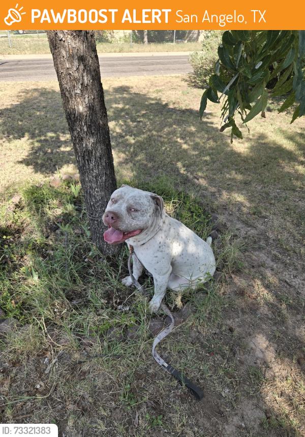 Found/Stray Male Dog last seen Hassell, San Angelo, TX 76901
