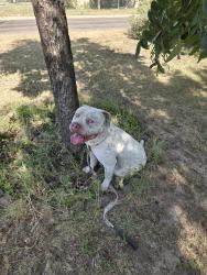 Found/Stray Male Dog last seen Hassell, San Angelo, TX 76901