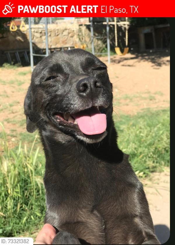 Lost Male Dog last seen Twin leaf & sun fire, El Paso, TX 79928