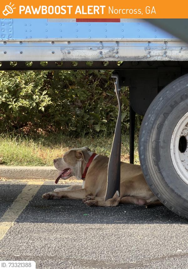 Found/Stray Male Dog last seen Walmart Norcross, Norcross, GA 30093