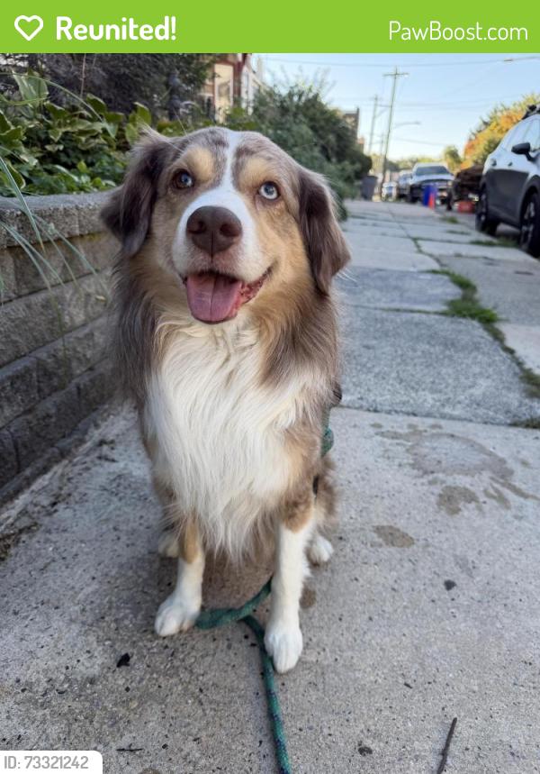 Reunited Female Dog last seen Rubicam and wister, Philadelphia, PA 19144
