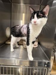Found/Stray Male Cat last seen Painted Desert Dr Roseville, Roseville, CA 95747