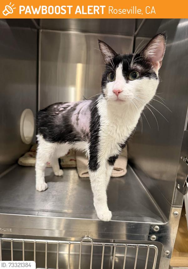 Found/Stray Male Cat last seen Painted Desert Dr Roseville, Roseville, CA 95747
