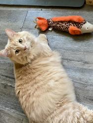 Lost Male Cat last seen Near Aspiration Colorado Springs, CO 80924, Colorado Springs, CO 80924