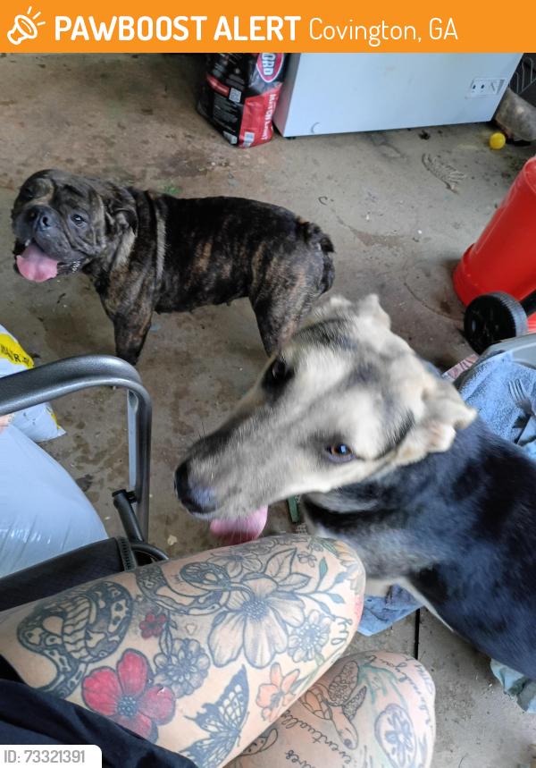 Found/Stray Male Dog last seen Near, Covington, GA 30014