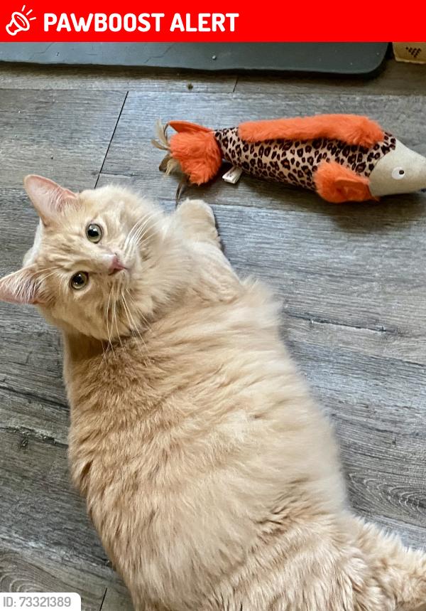 Lost Male Cat last seen Near Aspiration Colorado Springs, CO 80924, Colorado Springs, CO 80924