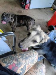 Found/Stray Male Dog last seen Near, Covington, GA 30014